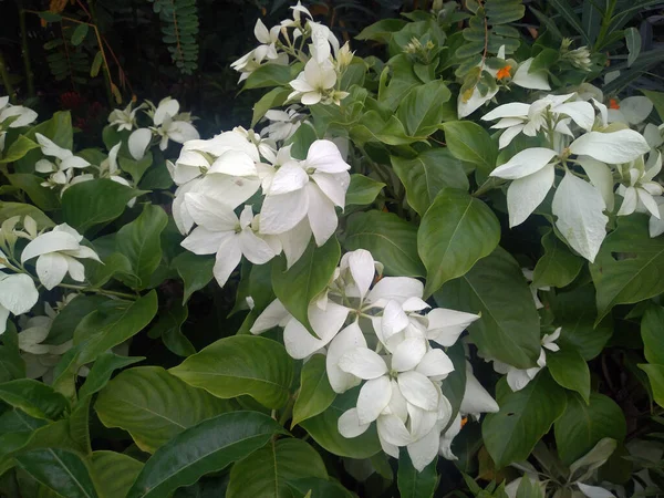 Білі Квіти Муссенди Ростуть Ботанічному Саду Біла Домашня Рослина Бангладеші — стокове фото