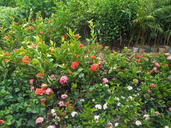 Naranja Ixora Chinensis Flores Jardín También Conocido Como Príncipe Las — Foto de Stock