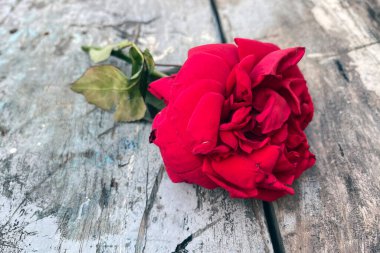 Eski ahşap arka planda kırmızı gül. Sevgililer Günü için kırmızı gül çiçeği.