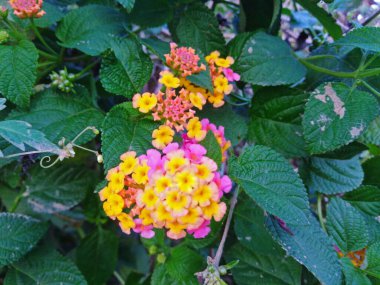 Doğa köyünde pembe sarı lantana camara çiçekleri. Lantana çiçeği şifalı bitkiler yetiştirir. Lantana Flora gibi Ayurveda tıbbı hammaddesi.