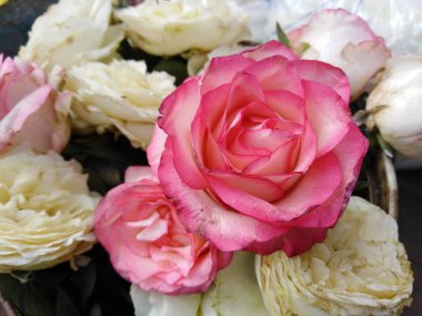 Vazoda beyaz pembe güller. Şenlik için büyüleyici çiçekler..