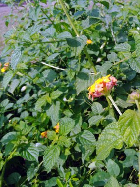 Lantana Camara çiçek bitkileri. Lantana yeşil parlak yapraklar. Asya 'da çiçek, Bangladeş' te lantana çiçeği..