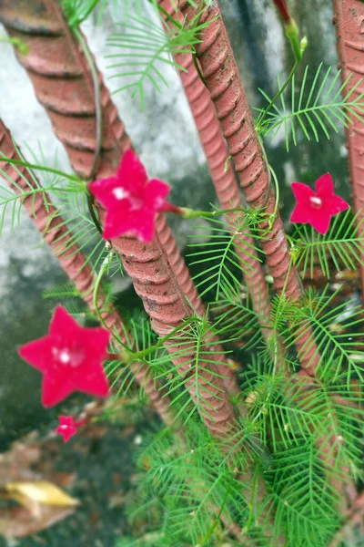 Cypress vine plants on the top roof. Tiny red star-shaped flowers. Red blossoms with minimalist green leaves.