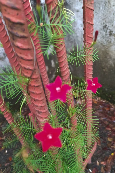 Φυτά Κυπαρισσιού Στην Οροφή Μικρά Κόκκινα Λουλούδια Σχήμα Αστεριού Κόκκινα — Φωτογραφία Αρχείου
