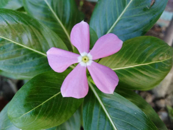 Рожева Квітка Часнику Зеленим Листям Парковому Саду Крупним Планом Рожевий — стокове фото