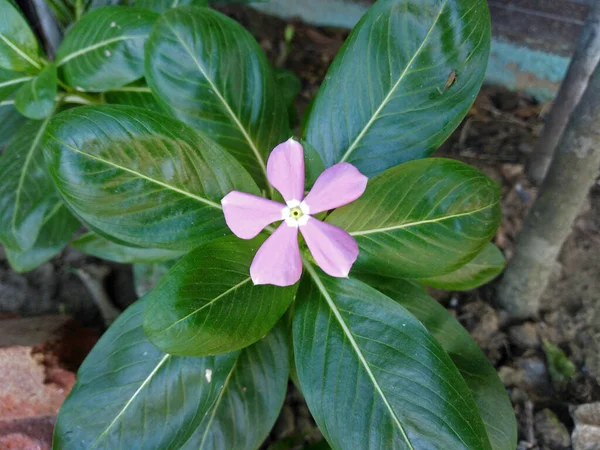 Ροζ Λουλούδι Periwinkle Πράσινα Φύλλα Στον Κήπο Πάρκο Closeup Ροζ — Φωτογραφία Αρχείου