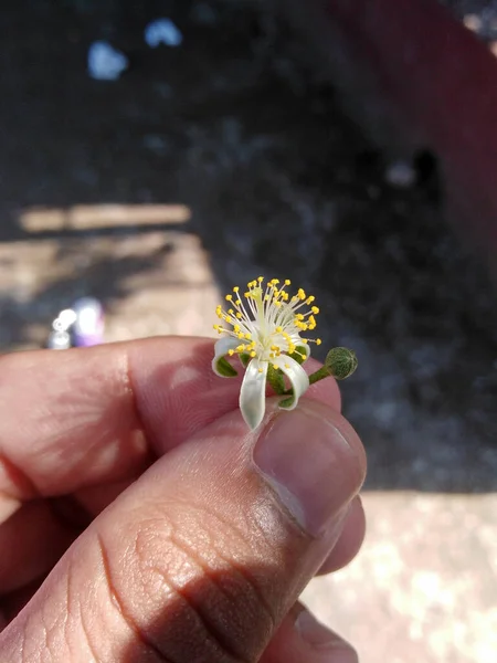 Murraya Paniculata Bloem Bij Hand Witte Bloesem Van Sinaasappel Jessamine — Stockfoto