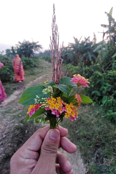 Bunte Lantana Camara Blüten Zur Hand Lantana Blüht Dörflicher Natur — Stockfoto