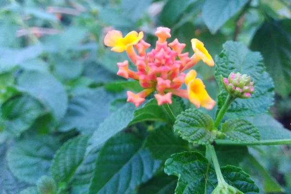 Rosa Gelb Gefärbte Lantana Camara Blüten Der Dörflichen Natur Heilkräuter — Stockfoto