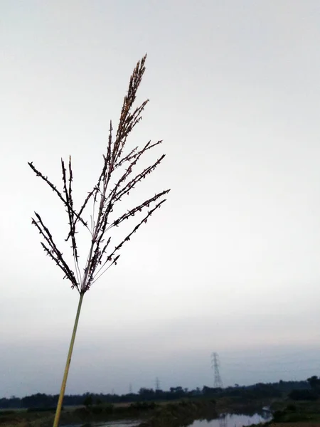 Grasblumen Himmlische Herbstblume Namens Kash Ful Die Die Verbundenheit Mit — Stockfoto