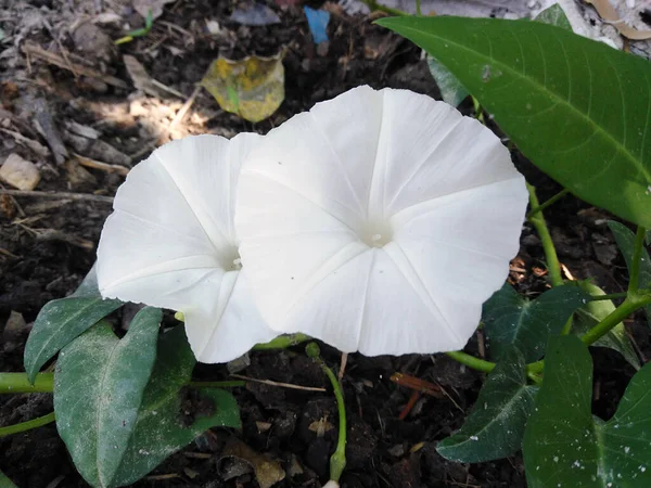 Λουλούδια Σπανάκι Νερό Λαχανικών Στον Τομέα Της Γεωργίας Λευκό Φυτό — Φωτογραφία Αρχείου