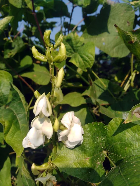 Futó Bab Növény Virágok Phaseolus Coccineus Növekvő Mezőgazdasági Területen — Stock Fotó