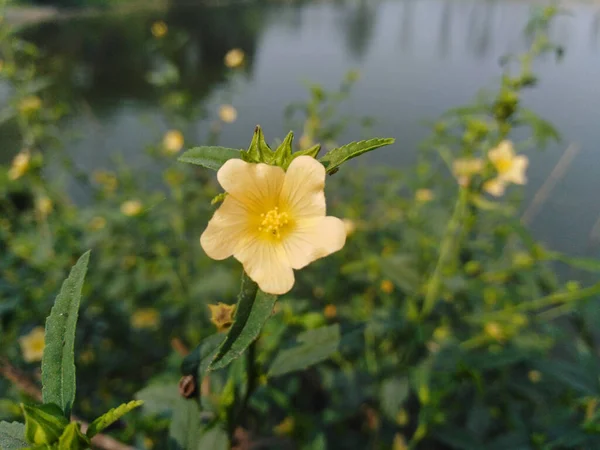 Квіти Sida Rhombifolia Природі Цвіт Рослини Malva Rhombifolia Кубинський Цвіт — стокове фото