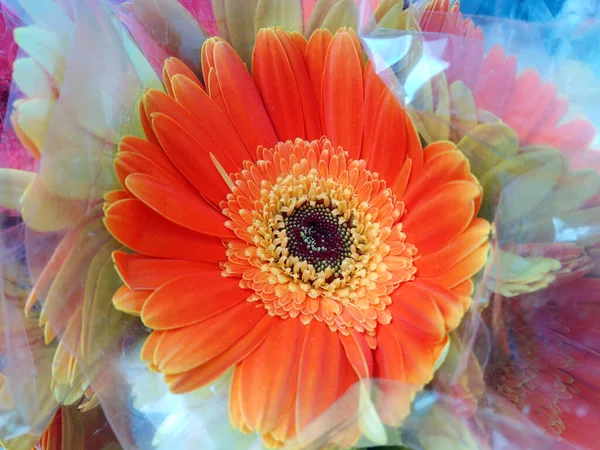 Krásná Oranžová Gerbera Květ — Stock fotografie