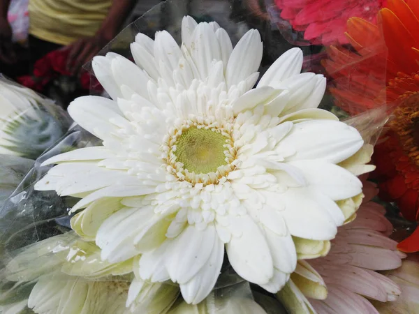 Прекрасна Квітка Білої Ґербери — стокове фото