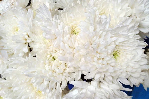 Fleurs Fraîches Chrysanthème Blanc Chrysanthème Fleurs Motif Fond — Photo