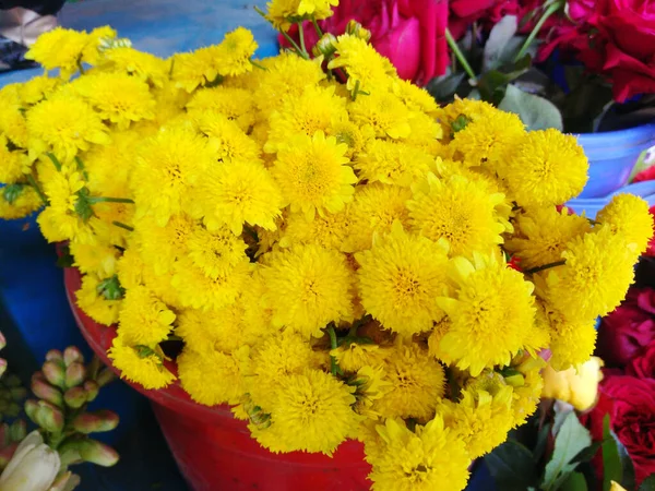 Yellow Chrysanthemum Flower Beautiful Small Yellow Blossoms Summer Festival — Stock Photo, Image