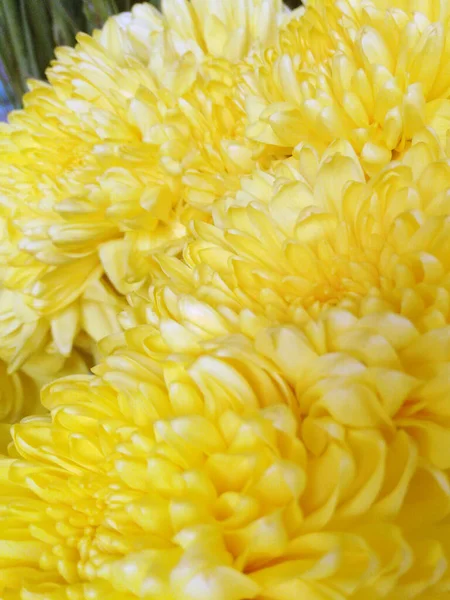 Żółty Chryzantema Kwitnie Tło Wzór Świeże Kwiaty Chryzantemy — Zdjęcie stockowe