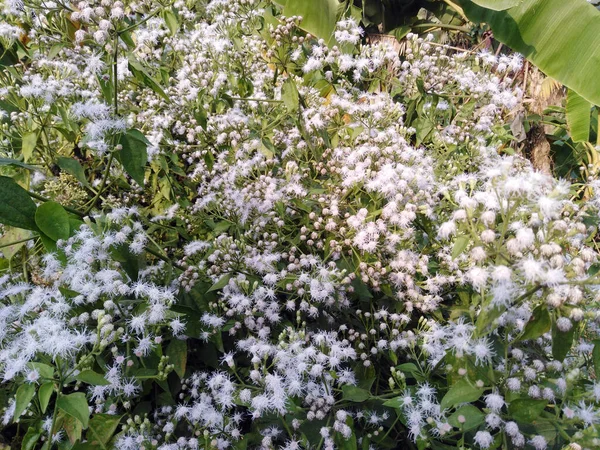 Siam Unkrautblumen Blühen Dörflicher Natur Heilkräuterpflanze Zahnschmerzen Bauchschmerzen — Stockfoto