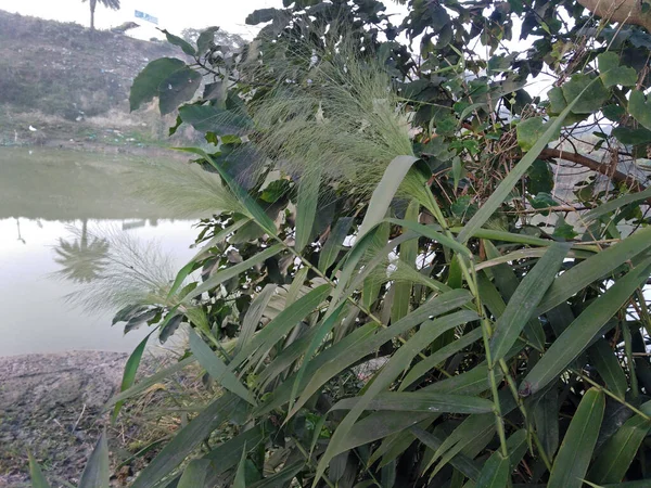 Thysanolaena Latifolia Verde Hojas Flores Naturaleza —  Fotos de Stock