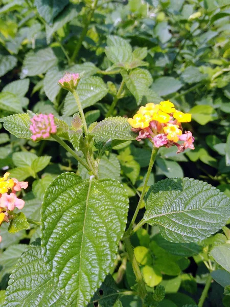 Lantana Camara Blütenpflanzen Lantanagrüne Helle Blätter Asiatische Pflanze Lantanablüte Bangladesch — Stockfoto