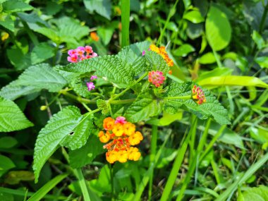 Botanik bahçesinde bir sürü sarı, kırmızı ve pembe Lantana Camara çiçeği var. Lantana Camara yeşil doğada çiçek açtı..
