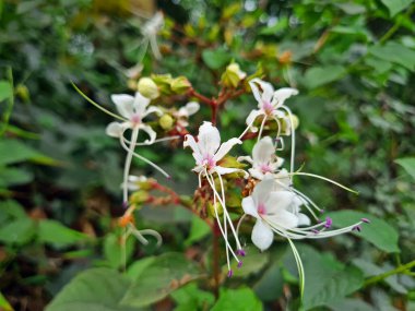 Clerodendrum infortunatum Flowers kümesi. Şifalı bitkiler. Genel olarak Bhat olarak bilinir, tepe görkemli çardak vs..