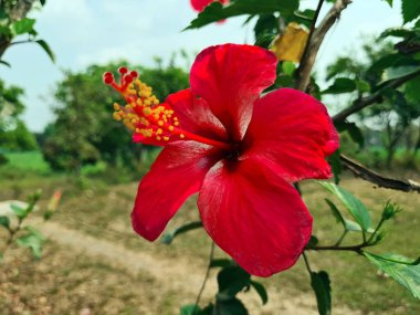 Güzel Red Hibiscus Çiçeği. Doğada yeşil yapraklarla çiçek açan Çin Gülü. Soyut kırmızı çiçek görünümü.