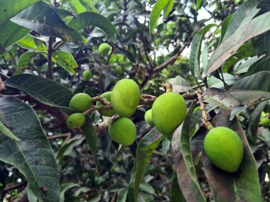 Genç, çiğ mango yeşil yapraklı bir ağaçta yetişiyor. Bangladeş 'te organik yeşil mangolar.