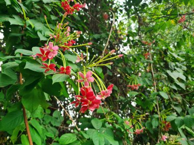 Rangoon sürüngeni, Çin hanımeli, Quisqualis indica L, ya da yeşil yapraklı Malatilata çiçekleri. Bitkisel şifalı bitki Combretum indicum.