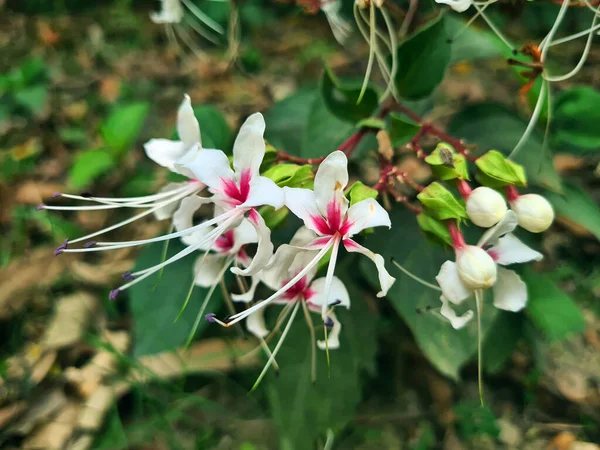 Shluk Květin Clerodendrum Léčivé Bylinky Běžně Známý Jako Bhat Kopec — Stock fotografie