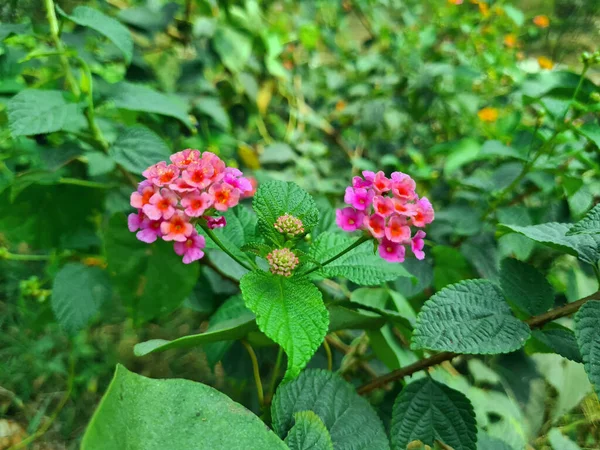 Rosa Lantana Camara Flor Parque Bangladesh Hierbas Medicinales —  Fotos de Stock