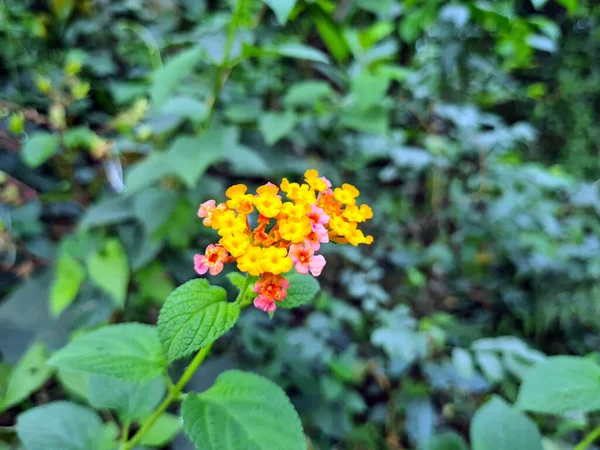 Багато Жовтих Червоних Рожевих Квіток Lantana Camara Ботанічному Саду Цвіт — стокове фото