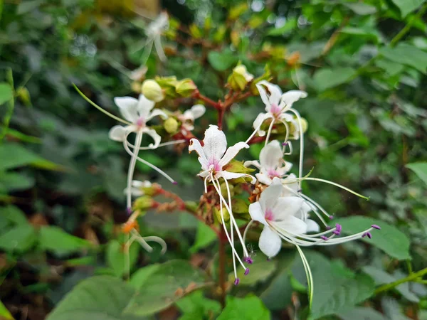 クレロデンドラムの花のクラスター 薬用植物ハーブ 一般的に帽子 丘の栄光の弓などとして知られています — ストック写真