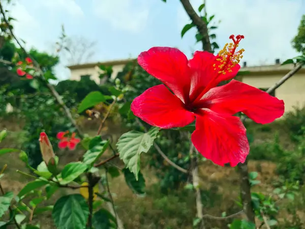Червоний Гібіскус Прекрасний Китайський Гібіскус Квітки Китайської Троянди Цвітуть Збільшений — стокове фото