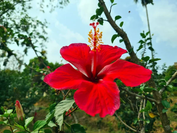 Vörös Hibiszkusz Gyönyörű Kínai Hibiszkusz Kína Rózsa Virág Virágzik Közelkép — Stock Fotó