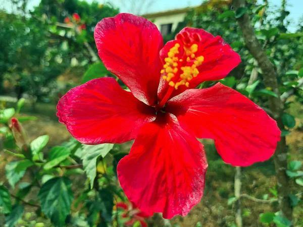 Όμορφο Κόκκινο Λουλούδι Hibiscus Κίνα Τριαντάφυλλο Ανθίζει Πράσινα Φύλλα Στη — Φωτογραφία Αρχείου