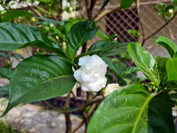 Gardenia Jasminoides Botanical Garden Білий Цвіт Зеленим Листям Увага Квітки — стокове фото