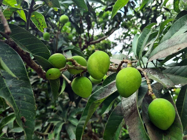 stock image Organic green mangoes on a tree. Young raw green mangoes on the plant.