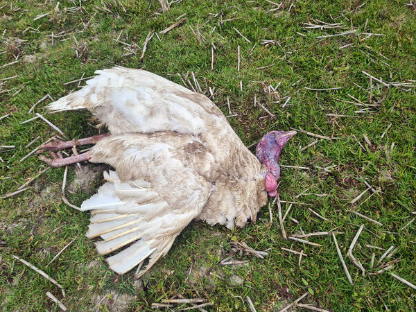 Dead bird in the green field. A close-up white hen.