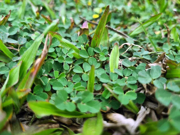 Desmodium Triflorum Una Hermosa Hierba Ornamental Verde Naturaleza —  Fotos de Stock