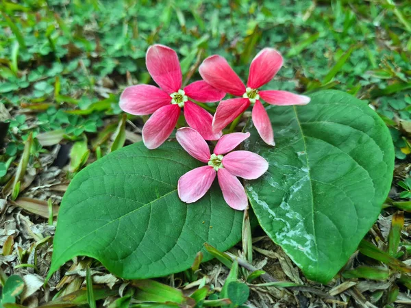 Κόκκινα Λουλούδια Rangoon Creeper Πράσινα Φύλλα Στο Φόντο Γρασίδι Κινέζικα — Φωτογραφία Αρχείου