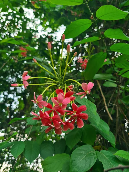 Квітка Рангун Індикум Combretum Або Цегук Зеленим Листям Рослина Використовується — стокове фото
