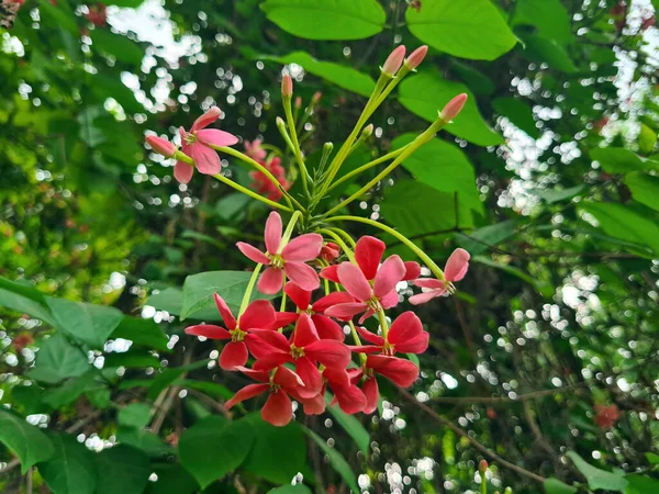 Квітка Рангун Індикум Combretum Або Цегук Зеленим Листям Рослина Використовується — стокове фото