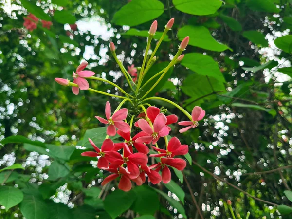 Rangúnský Úchylák Combretum Indicum Nebo Ceguk Květiny Zelenými Listy Rostlina — Stock fotografie