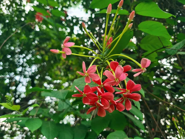 Rangun Creeper Combretum Indicum Lub Kwiaty Ceguk Zielonymi Liśćmi Roślina — Zdjęcie stockowe