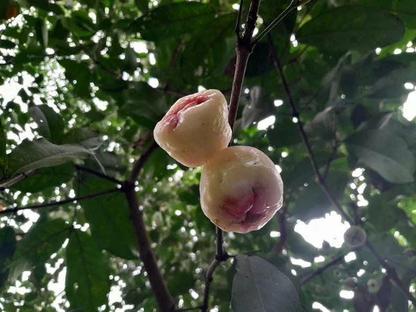 Rosenapfel Auf Dem Baum Java Apple Grüner Natur Gesunde Tropische — Stockfoto