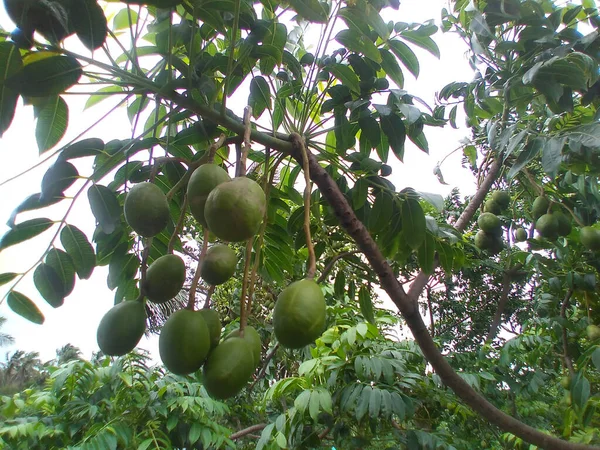 Ciruela Junio Spondias Dulcis Ambarella Fruta Tropical Manzana Dorada Una —  Fotos de Stock
