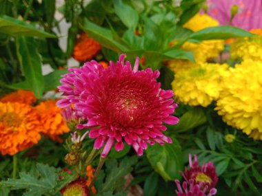 Botanik bahçesinde Aster Pembe Mor Çiçeği. Mevsimlik bitki örtüsü. Aromatik çiçek bitkisi. Çin Asteroidi çiçeği.. 