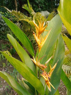 Parrot flower in nature. Parakeet flora closeup in botanical garden. Heliconia blossom on green nature.  clipart